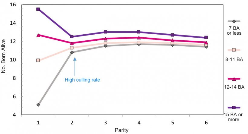 Graph 1. Production throughout the lifetime&nbsp;of the sow according to piglets born.
